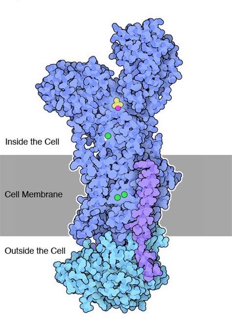 【pdb 101】2009年10月 月度分子：钠钾泵【搬运·翻译】 哔哩哔哩