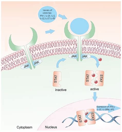 Jcm Free Full Text Influence Of Stat4 Genetic Variants And Serum