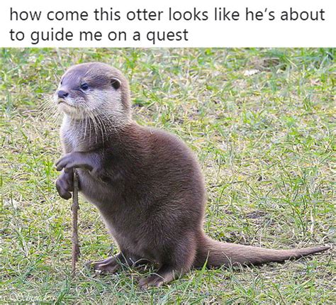 Otter Will Guide You On Quest Meme In Otter News