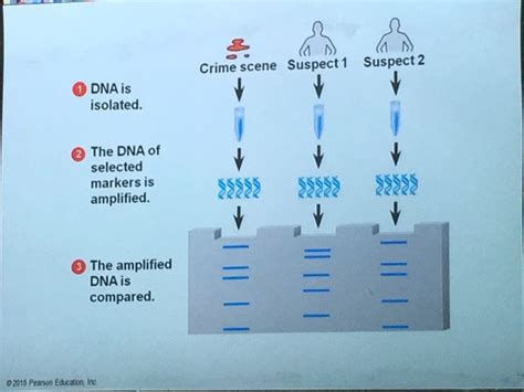 Biology: Chapter 12 Flashcards | Quizlet 