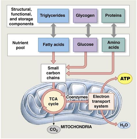 Figure 17 2 From Introduction To Nutrition And Metabolism Semantic