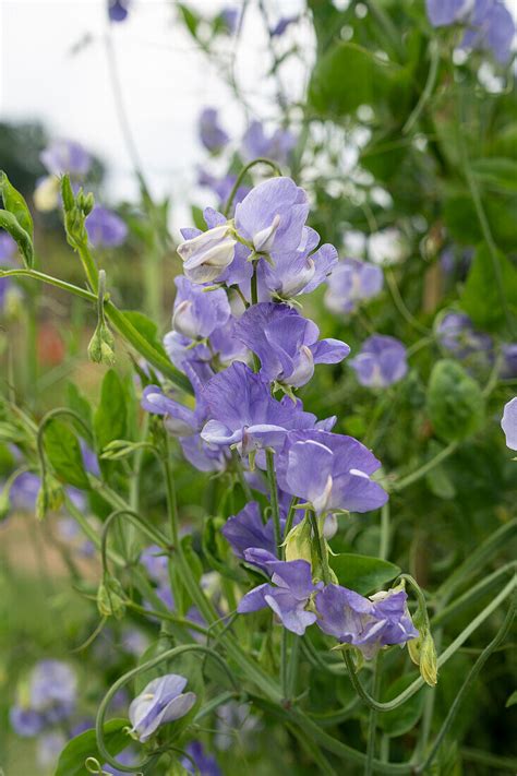 Duftende Platterbse Lathyrus Odoratus Bild Kaufen 13702083