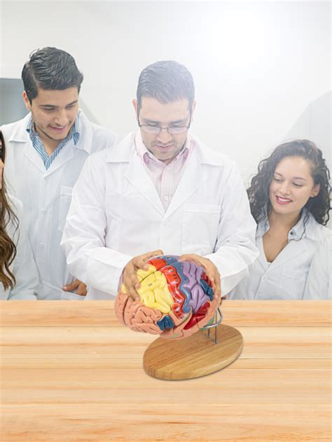 VEVOR Human Brain Model Anatomy 4 Part Model Of Brain W Labels