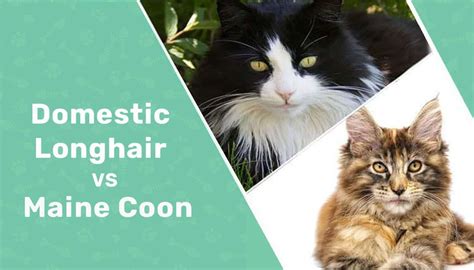 Gato doméstico de pelo largo vs gato Maine Coon Cuál es la diferencia