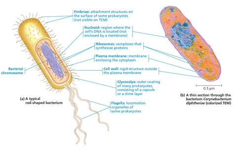 Explain The Functions Of The Prokaryotic Cell Structure Be Able To Identify These Structures