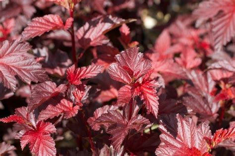 Physocarpus Opulifolius Lady In Red Physocarpe Feuillage