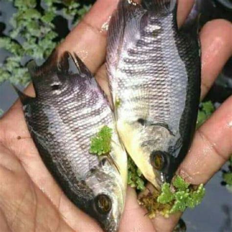 Jual Ikan Gurame Ukuran Jari Paket Ikan Gurame Ekor Gurame