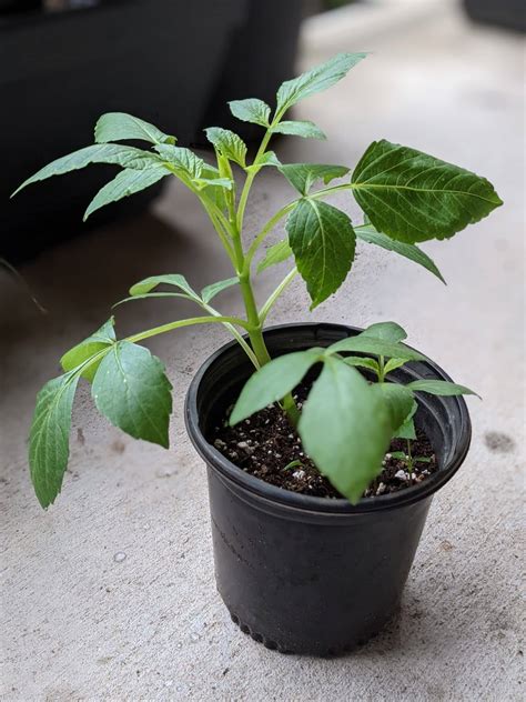 Get A First Crack On Your Garden Starting Dahlias Indoors