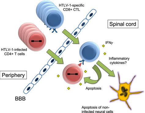 Proposed Model Of The Immunopathology In Human Tlymphotropic Virus Type