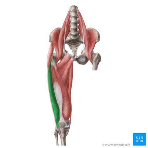 Vastus Lateralis Physiopedia