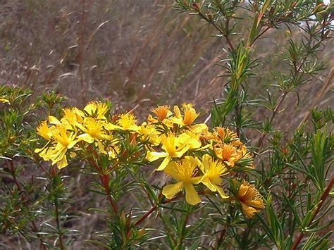 Peelbark St John S Wort Hypericum Fasciculatum Flickr