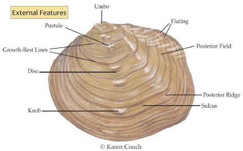 Lab Bio Clams Diagram Quizlet