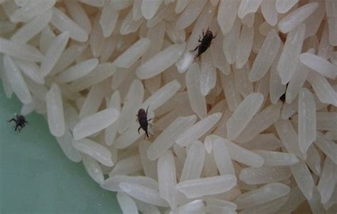 My memories of rice weevils | Rice University Insect Biology Blog