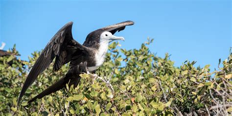 Birds Of The Sea Of Cortez Sea Kayak Adventures