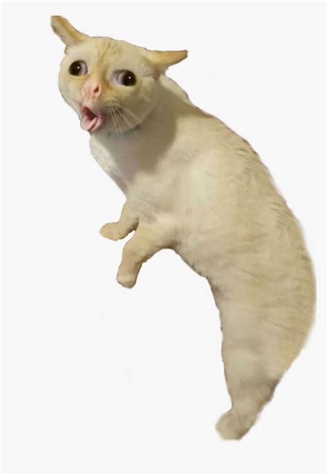 coughing cat meme template - Shirly Iverson