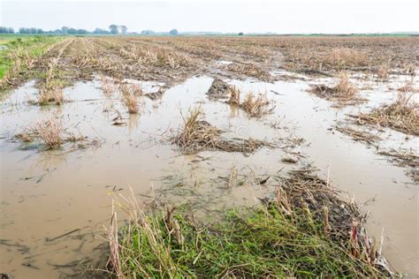 Flooded Maize Field Stock Photo Image Of Corn Flood 22989892