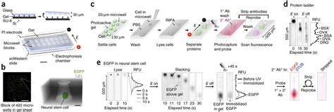 Single Cell Western Blotting Is Used To Study Protein Expression