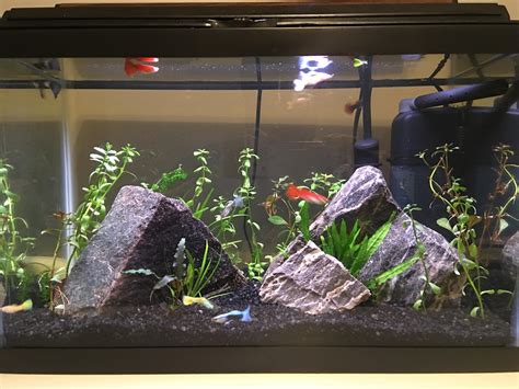 My G Planted Guppy Tank R Aquariums