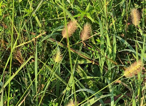 Setaria Parviflora