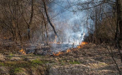 Bosque Quemando Fuego En El Humo Y Las Llamas Imagen De Archivo