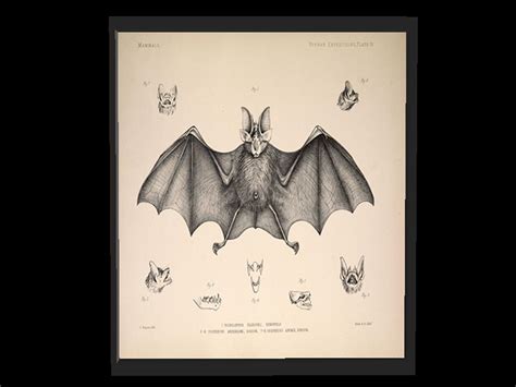 Bat Anatomy