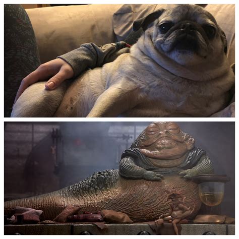 This is what peak evolution looks like : r/pugs