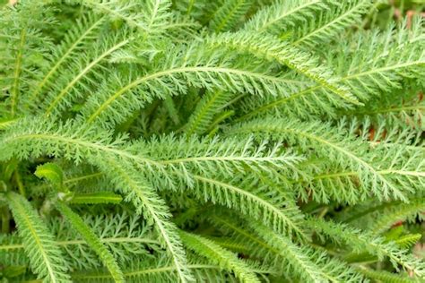 Premium Photo Yarrow Leaves Abstract Natural Background Texture Of