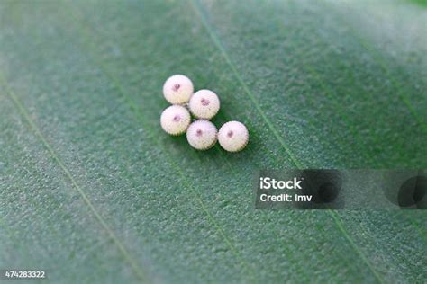 Telur Kupukupu Dalam Daun Foto Stok Unduh Gambar Sekarang Egg