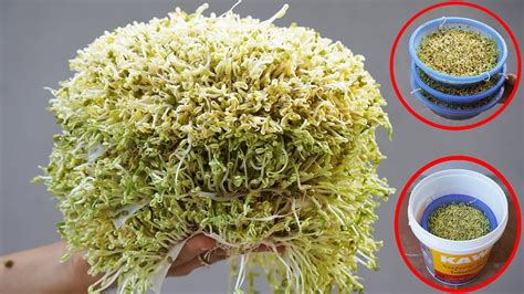 Discover The Secret To Growing Bean Sprouts In High Yield Plastic