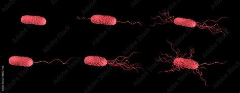 Flagella arrangement in bacteria: Monotrichous, Amphitrichous, Lophotrichous, Amphilophotrichous ...