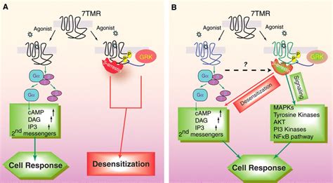 Transduction Of Receptor Signals By β Arrestins Science