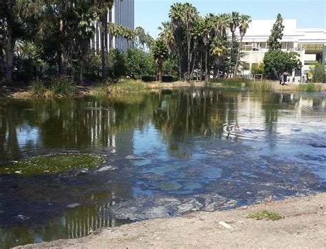 Park La Brea O Que Saber Antes De Ir Atualizado Novembro 2024