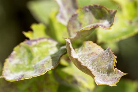 Powdery Mildew Amgrow Home Garden