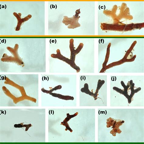 Seedlings Of Pinus Densa Southern Slash Pine Grown With Different