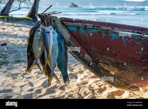 A Fishermans Catch On His Boat On The Beach At Bahia De Las Galeras On