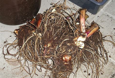 Digging Up Canna Bulbs