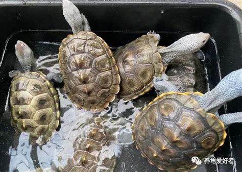 龜食物的大小，沉浮情況，對它有什麼影響嗎？ 每日頭條