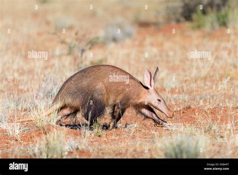 Aardvark Claws