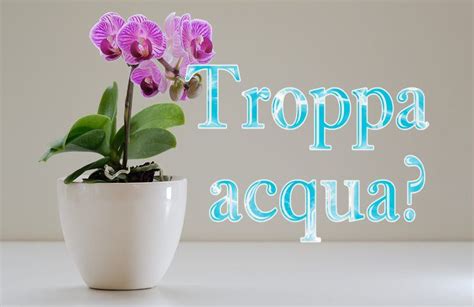 Orchidea Non Esagerare Come Capire Quando L Acqua Troppa