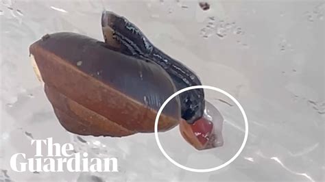 Footage Shows Snail On The Brink Of Extinction Giving Birth Through Its