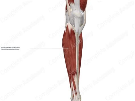 Tibialis Anterior Muscle Complete Anatomy