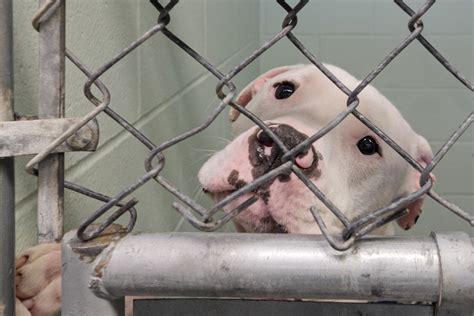 A Fairly Regular Issue Area Animal Shelters See No End In Sight To