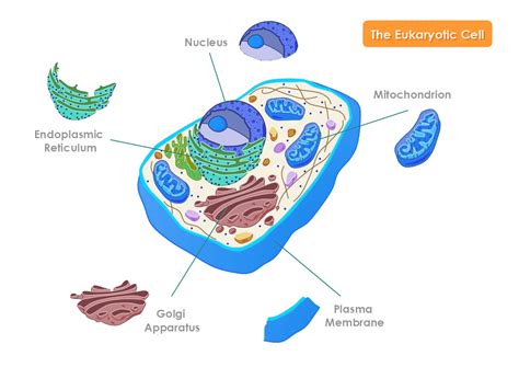 Eukaryotic Cells Diagram