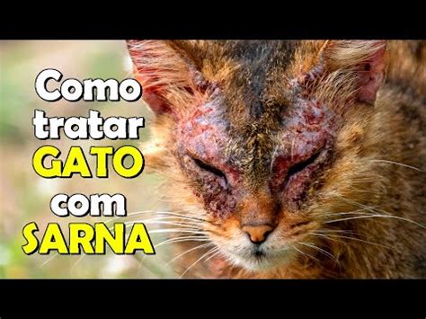 Sarna De Gato Pega Em Humanos - SARNA = Como tratar GATO ou cachorro com SARNA na pele - Gatil Hauser ...
