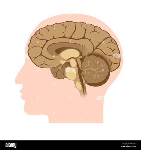 Brain Anatomy Diagram Hi Res Stock Photography And Images Alamy