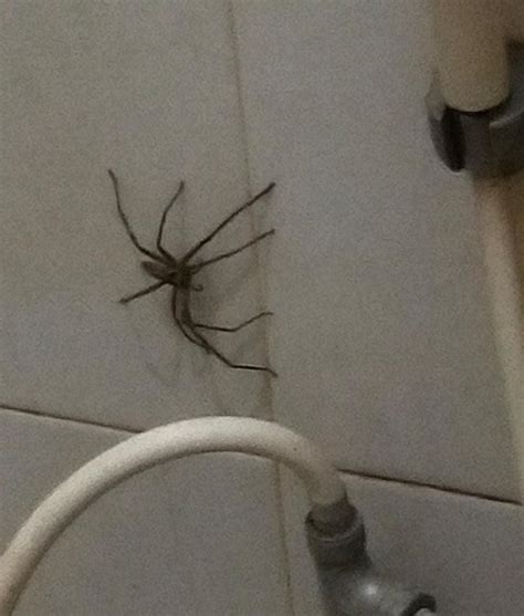 TeaffanPancakes On Twitter THERE S A HUGE ASS SPIDER IN MY