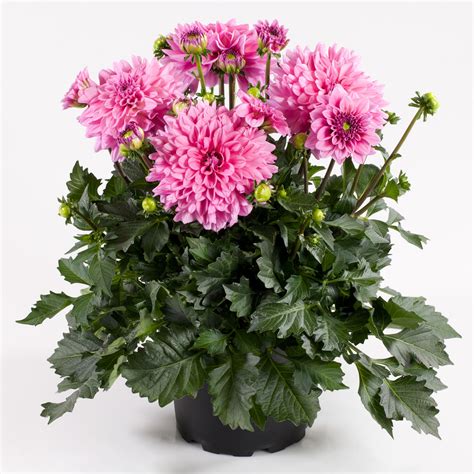 Dalina® Grande Cozumel Dahlia Hybrid Proven Winners