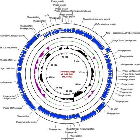 Genome Organization Of Escherichia Phage Vb Ecom Tu Targeting