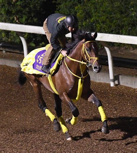 【bcクラシック】ウシュバテソーロ シャープな動きを披露 「順調に来ている」うま屋デイリースポーツ Online