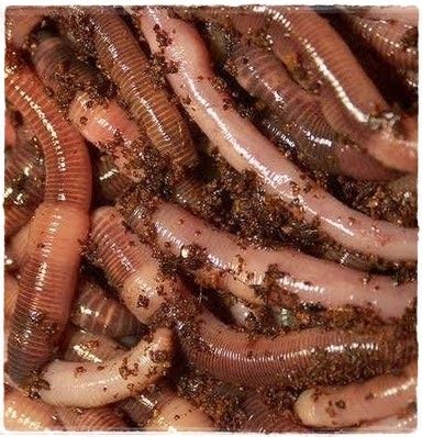 Manfaat Cacing Tanah Lumbricus Rubellus Gerak Maju Pertanian